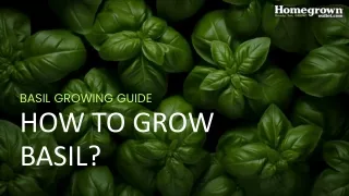 basil growing guide