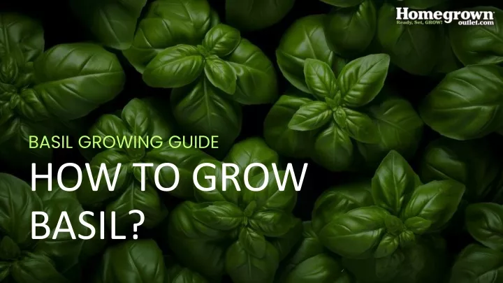 basil growing guide