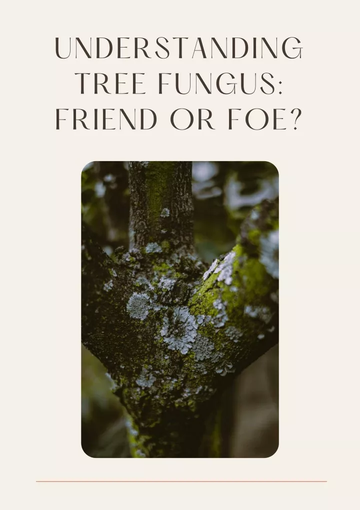 understanding tree fungus friend or foe