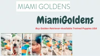 miamigoldens