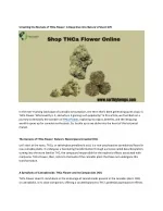 Unveiling the Marvels of THCa Flower (1) - slide 1