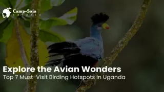 Discover Uganda's Birding Paradise: 7 Unmissable Hotspots with Camp Saja Safaris