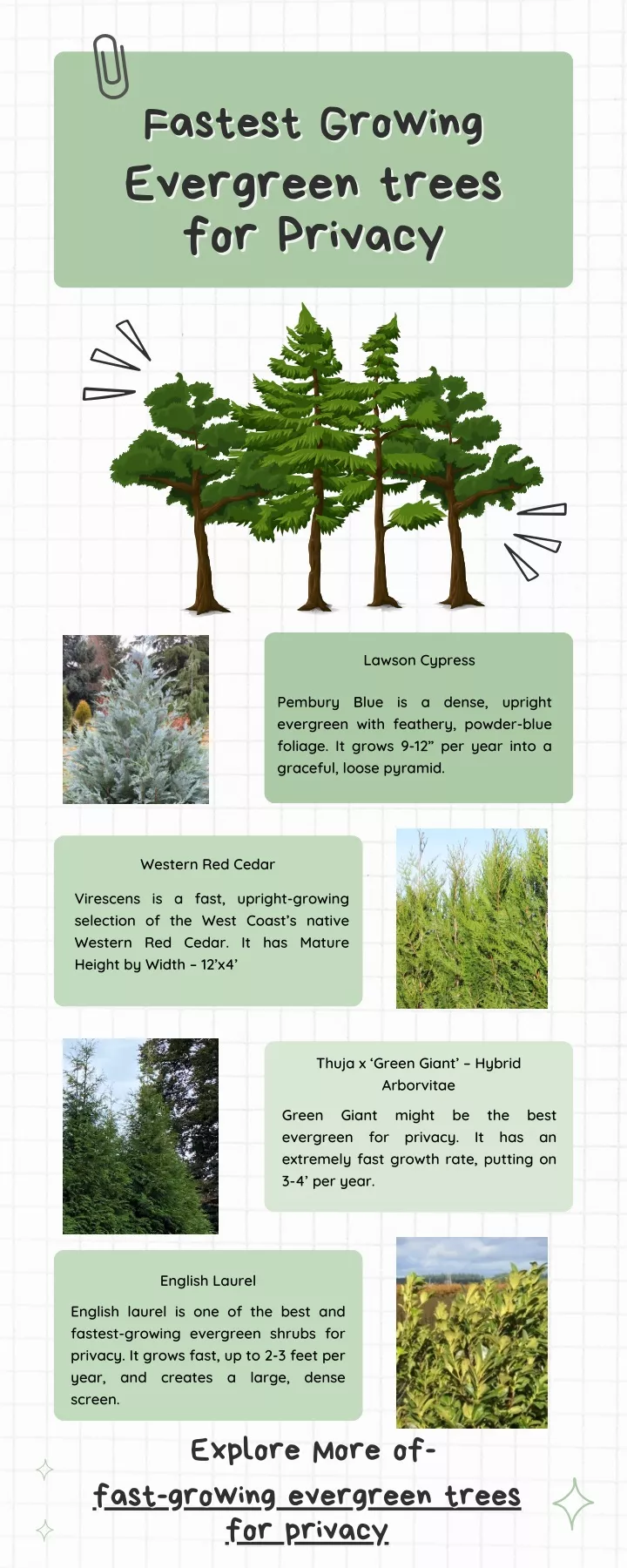 fastest growing fastest growing evergreen trees