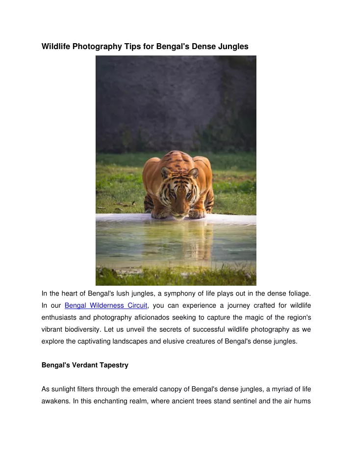 wildlife photography tips for bengal s dense