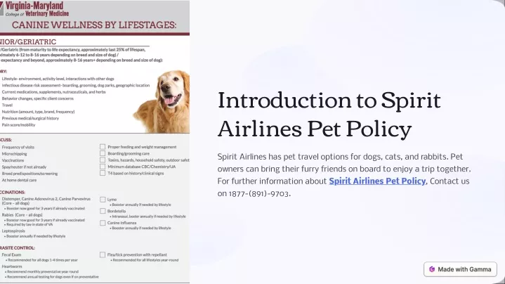 introduction to spirit airlines pet policy