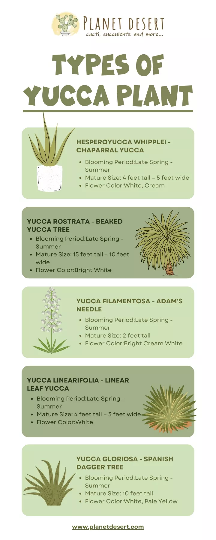 types of yucca plant