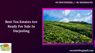 Best Tea Estates Are Ready For Sale In Darjeeling