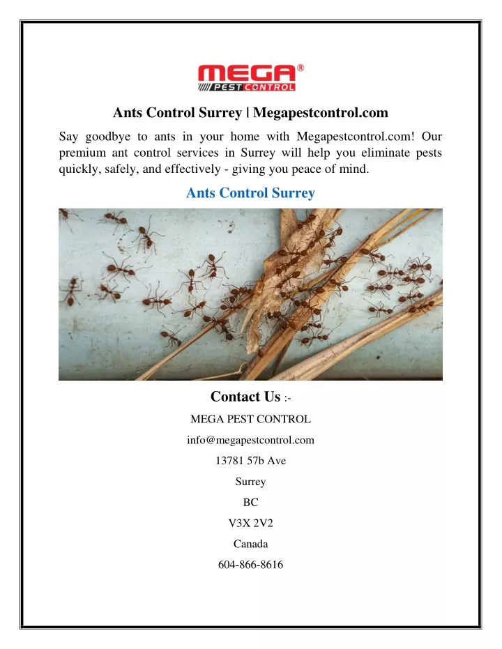 ants control surrey megapestcontrol com