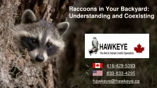 Raccoons in Your Backyard Understanding and Coexisting