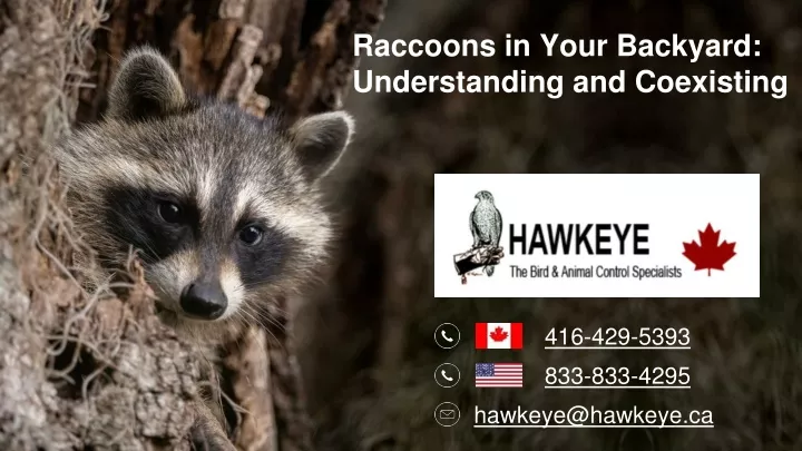 raccoons in your backyard understanding