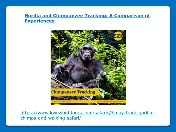 gorilla and chimpanzee tracking a comparison