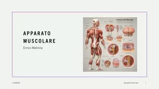 apparato muscolare