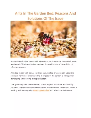 ants in the garden bed reasons and solutions