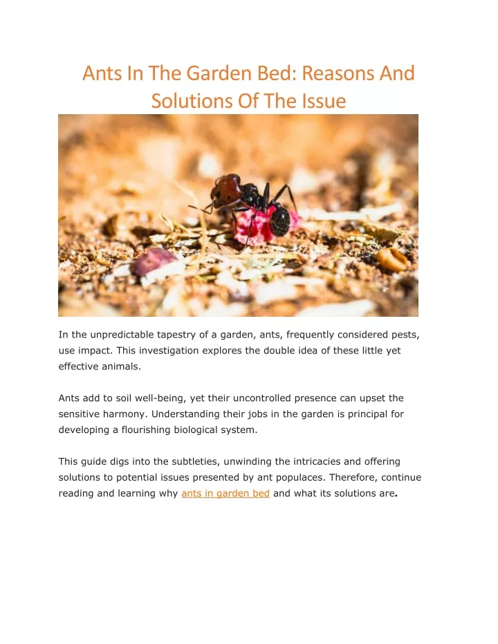 ants in the garden bed reasons and solutions