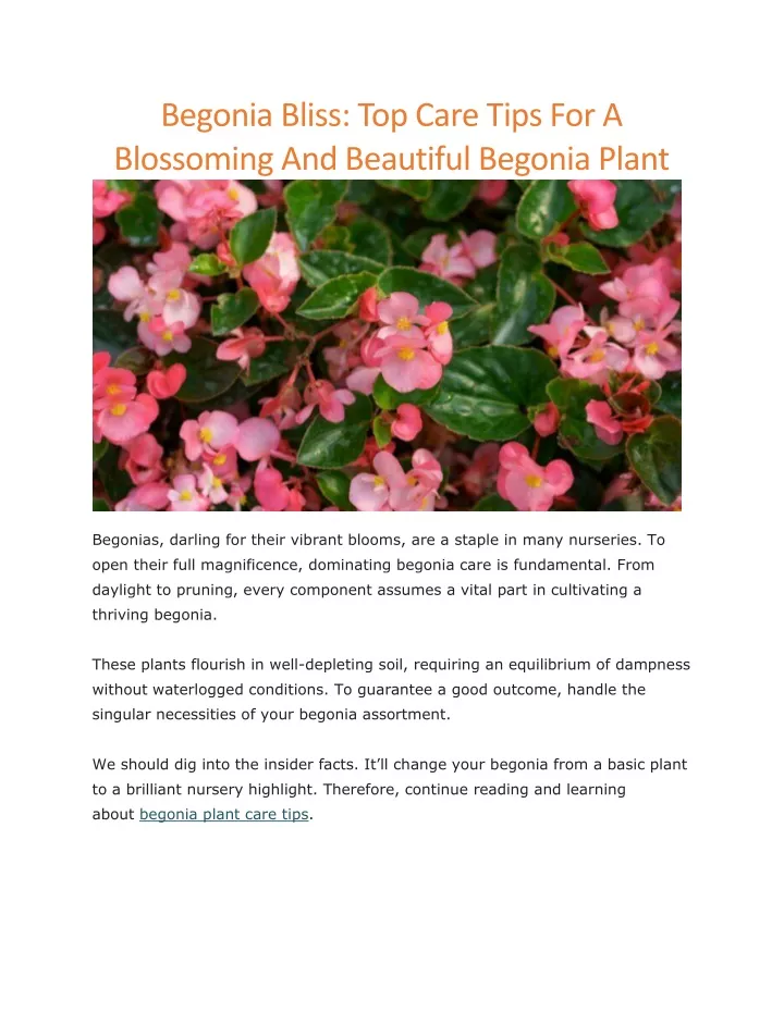 begonia bliss top care tips for a blossoming
