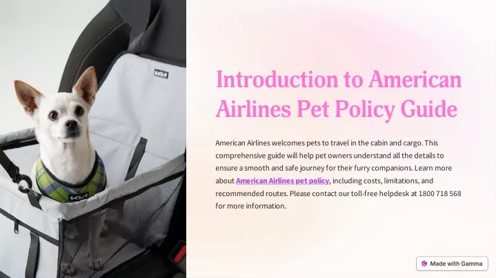 introduction to american airlines pet policy guide