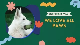 LIGHT BRIGHT PAWS | Pet store