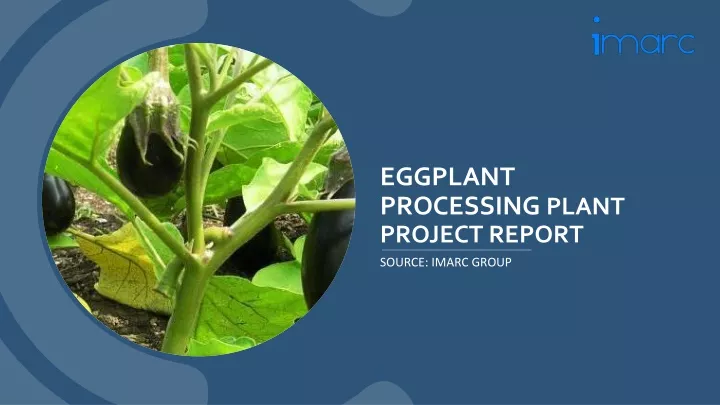 eggplant processing plant project report
