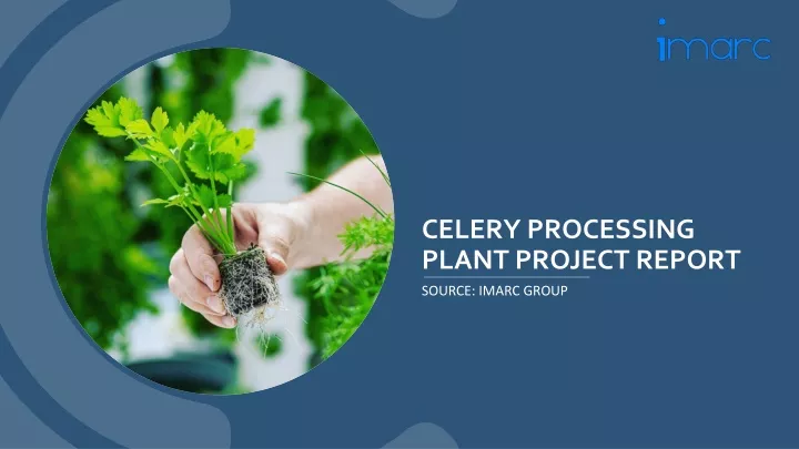 celery processing plant project report