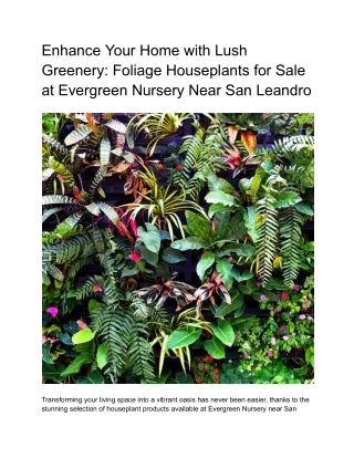 Enhance Your Home with Lush Greenery_ Foliage Houseplants for Sale at Evergreen Nursery Near San Leandro