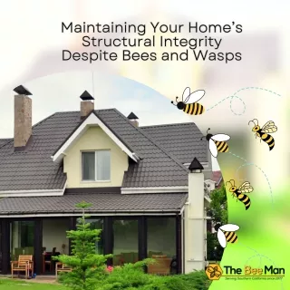 Maintaining Your Home's Structural Integrity Despite Bees And Wasps