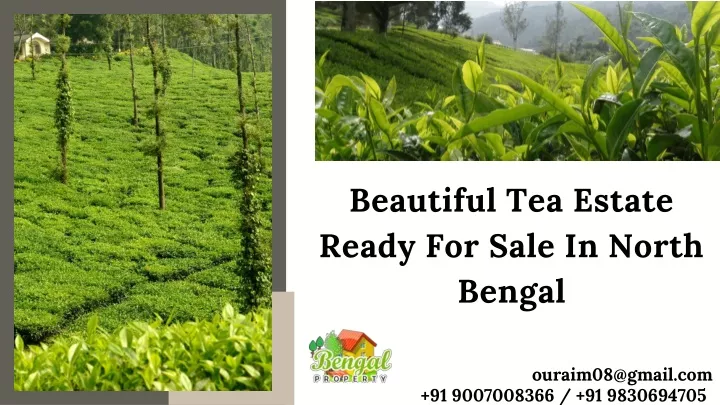 beautiful tea estate ready for sale in north