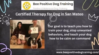 Unleashing Comfort :  Certified Therapy for Dog in San Mateo