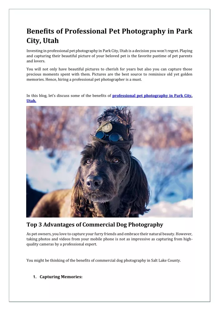 benefits of professional pet photography in park