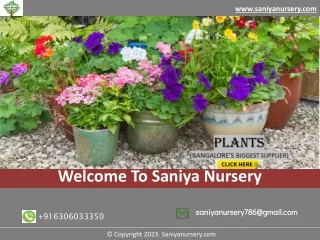 Best Plant Nursery In Bangalore