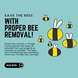 Save The Bees With Proper Bee Removal!