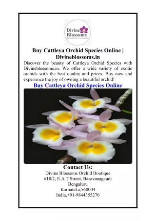 Buy Cattleya Orchid Species Online Divineblossoms.in