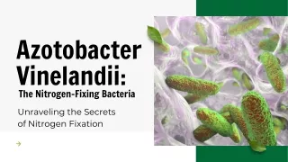 Exploring Azotobacter Vinelandii: A Key Nitrogen-Fixing Bacterium