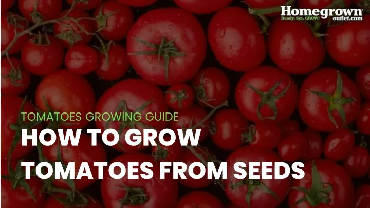 tomatoes growing guide