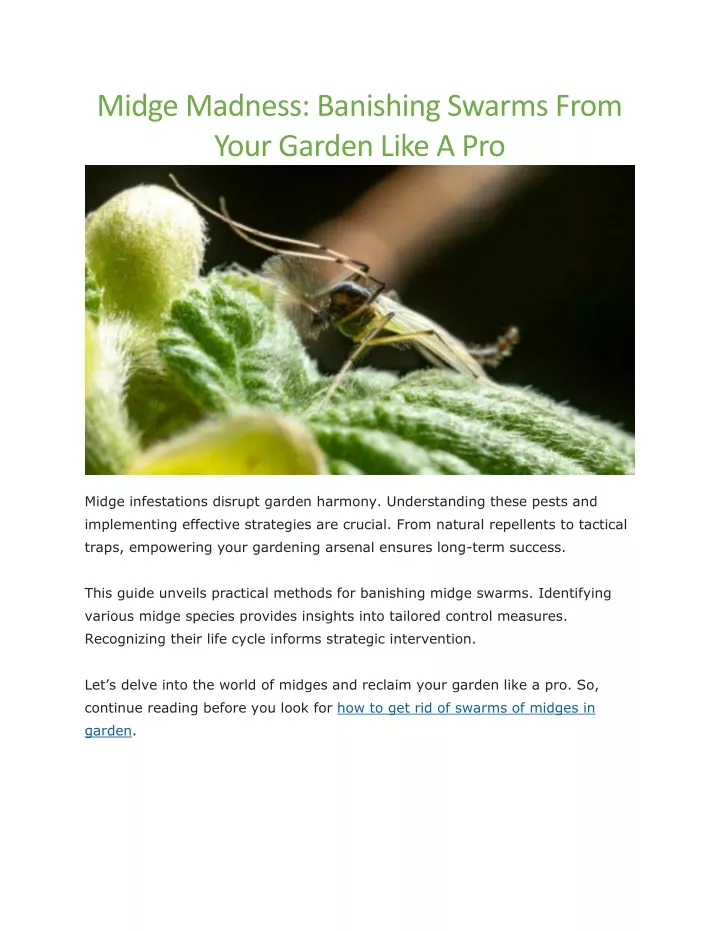 midge madness banishing swarms from your garden