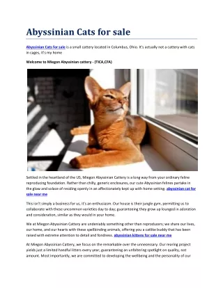 Abyssinian kittens for sale