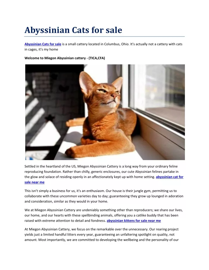 abyssinian cats for sale
