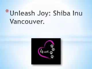 Unleash Joy Shiba Inu Vancouver.