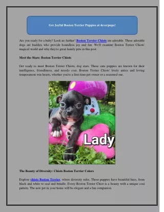 Get Joyful Boston Terrier Puppies at 4everpups!