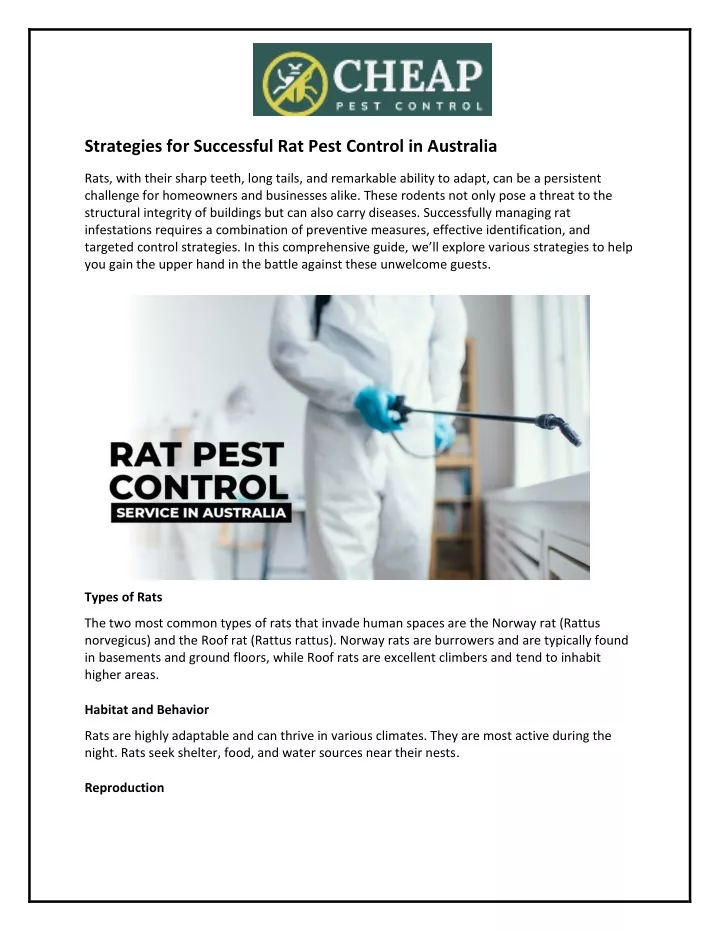 strategies for successful rat pest control