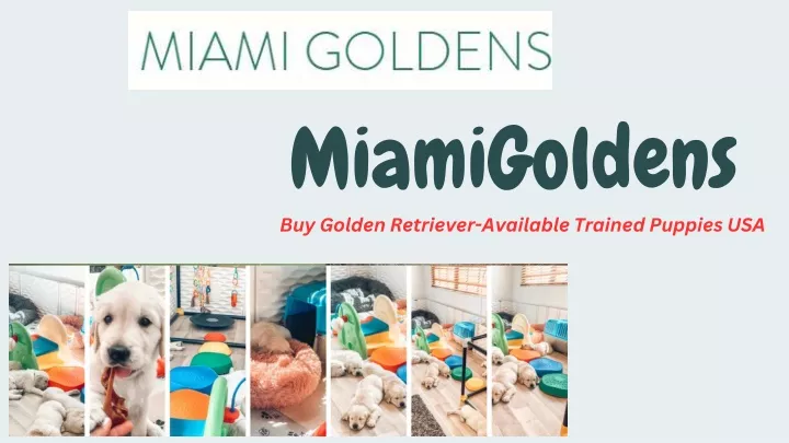 miamigoldens buy golden retriever available