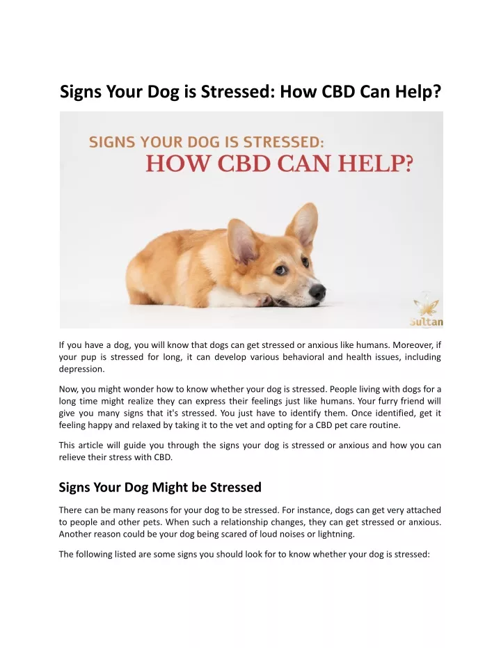 signs your dog is stressed how cbd can help