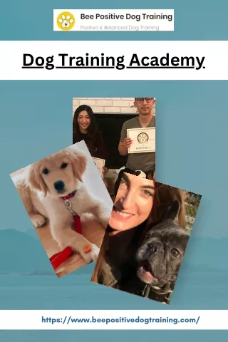 Mastering Manners : Dog Training Academy Unleashed