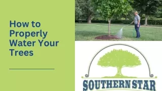 How to Properly Water Your Trees?