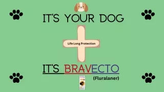 Bravecto Guide Safely Navigating Dog Care