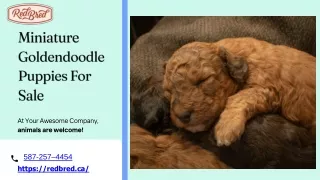 Goldendoodle Magic: Finding Joy in Miniature Puppies for Sale