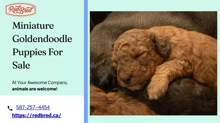 miniature goldendoodle puppies for sale