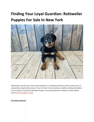 Adopt Rottweiler Puppies For Sale in New York: A Joyful Journey
