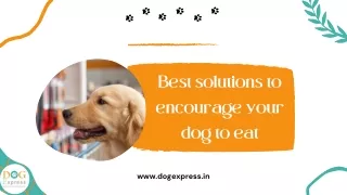 Best solutions to encourage your dog to eat