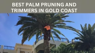 Best Palm Pruning and Trimmers in Gold Coast