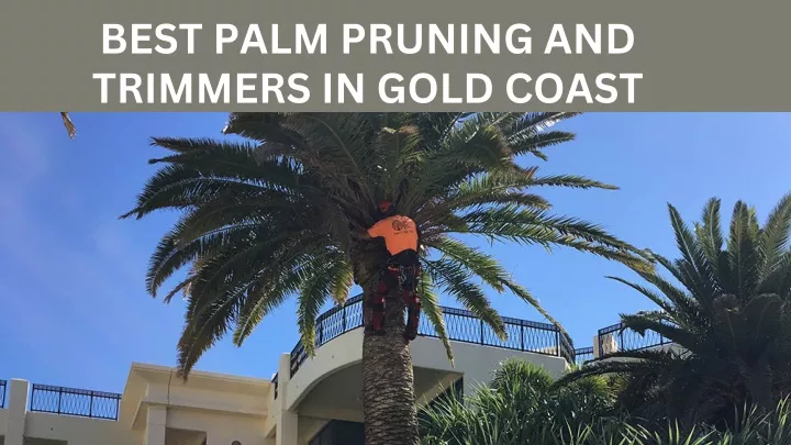 best palm pruning and trimmers in gold coast